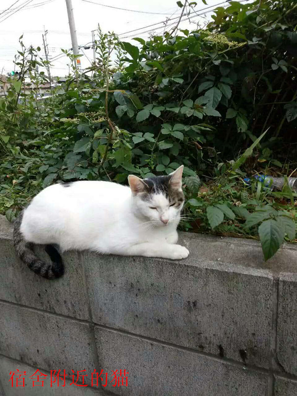 日本项目宿舍安排环境