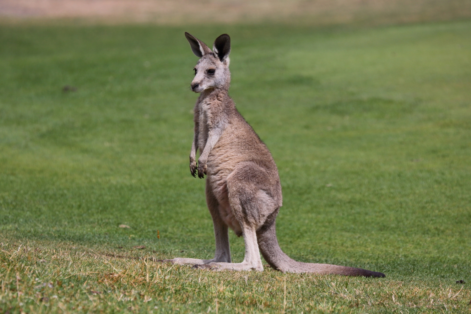 澳大利亚剔骨肉工招聘，年薪28万以上