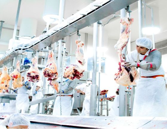 加拿大正规工作签招聘——剔骨肉工，收入高