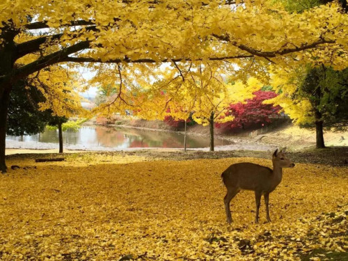 感谢关先生信任，报名日本留学项目