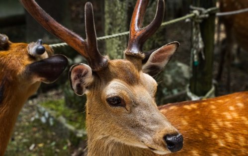 日本出国留学,可申请工签
