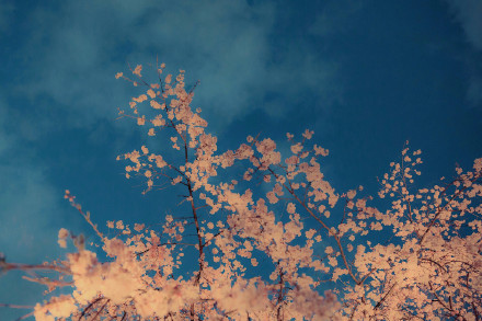 新西兰奥克兰中餐馆招烧烤师傅