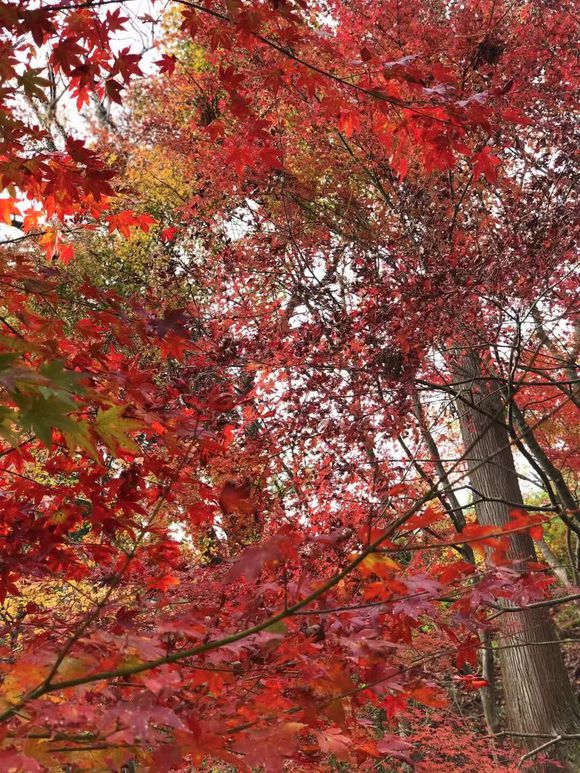 日本特定技能农业岗位招聘 种植养殖类无技术岗 月入1.2万+