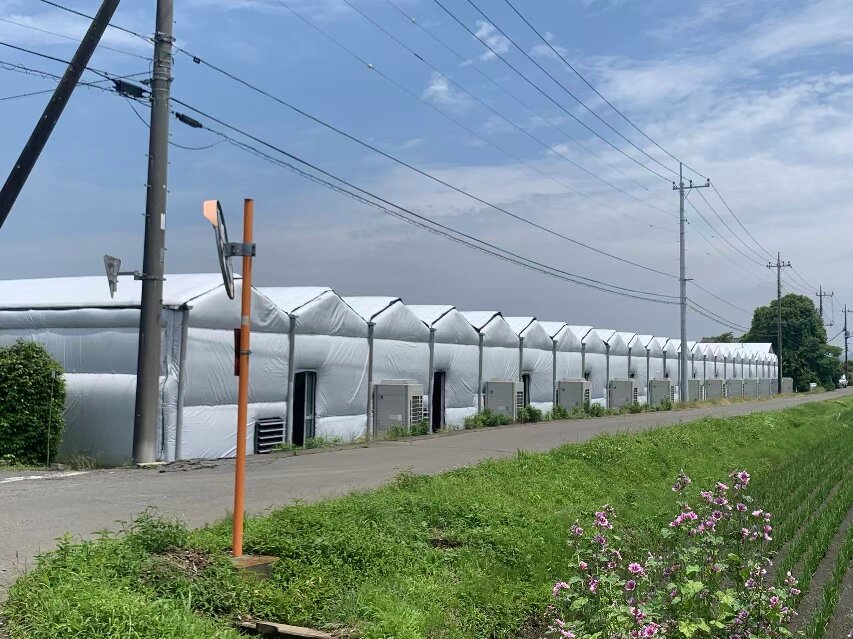 特定技能1号—农业订单蘑菇种植 加班多时薪高 转特二稳定